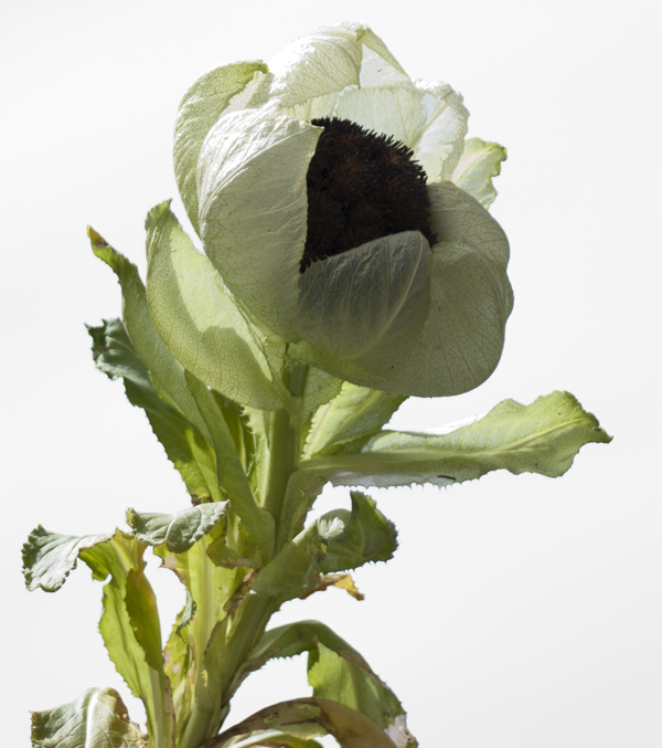 Saussurea Involucrata Flower